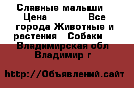 Славные малыши! › Цена ­ 10 000 - Все города Животные и растения » Собаки   . Владимирская обл.,Владимир г.